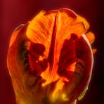 Tulpe im Sonnenlicht