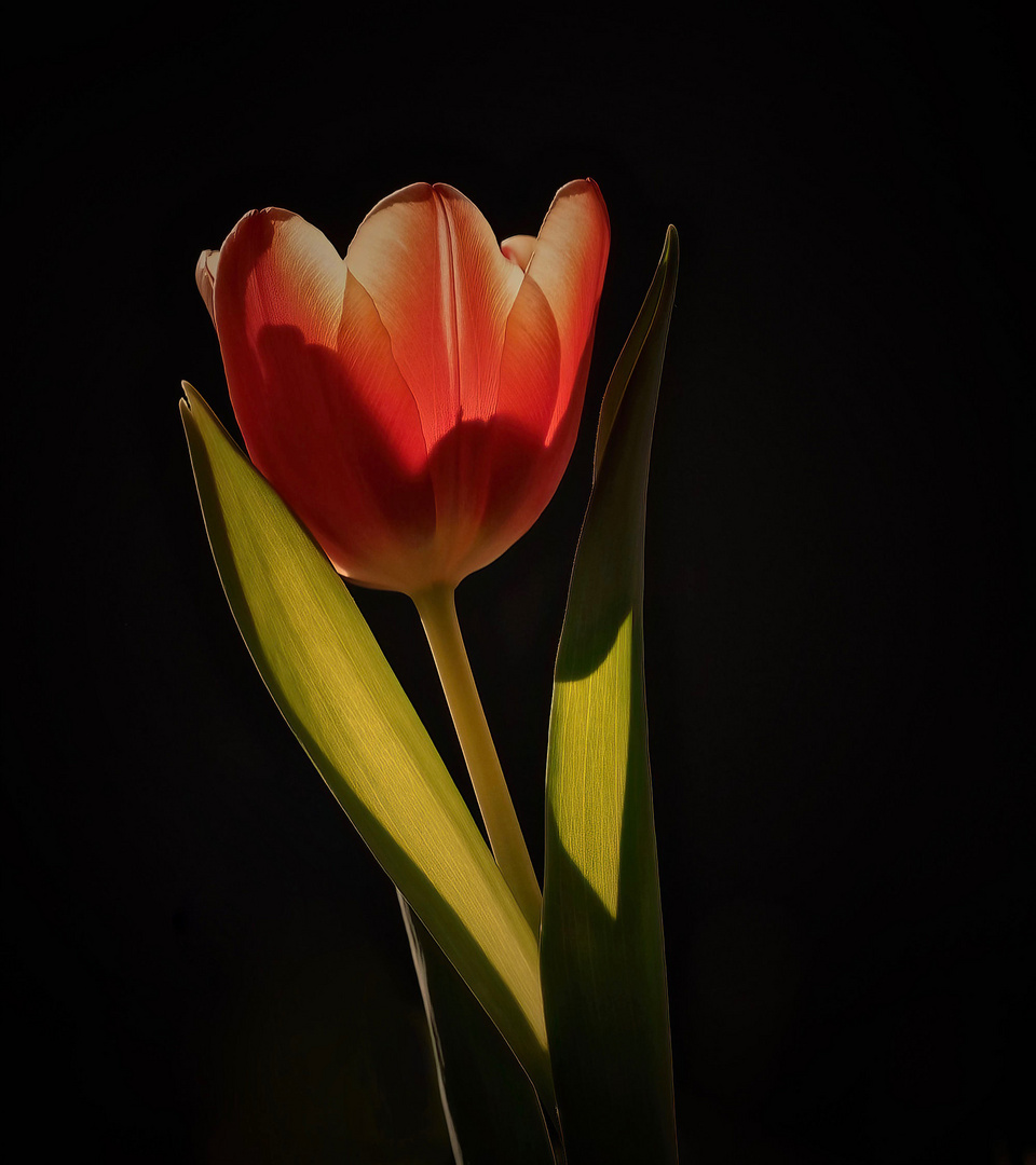 Tulpe im Sonnenlicht..