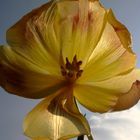 Tulpe im Sonnenlicht
