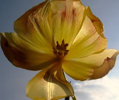 Tulpe im Sonnenlicht