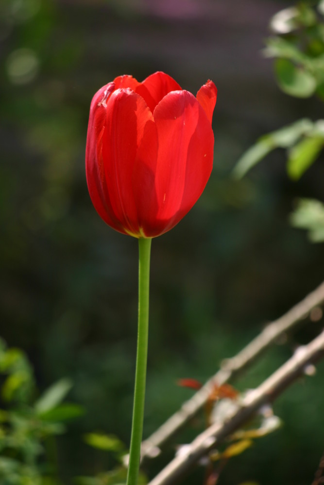 Tulpe im Sonnenlicht