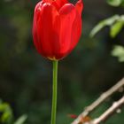 Tulpe im Sonnenlicht