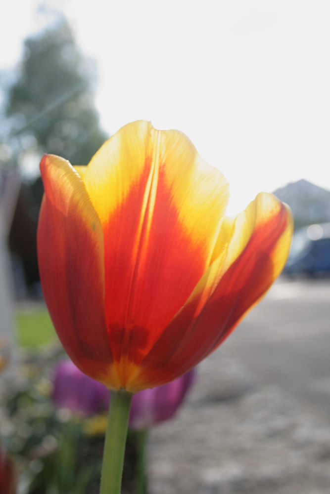 Tulpe im Sonnenlicht