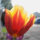 Tulpe im Sonnenlicht