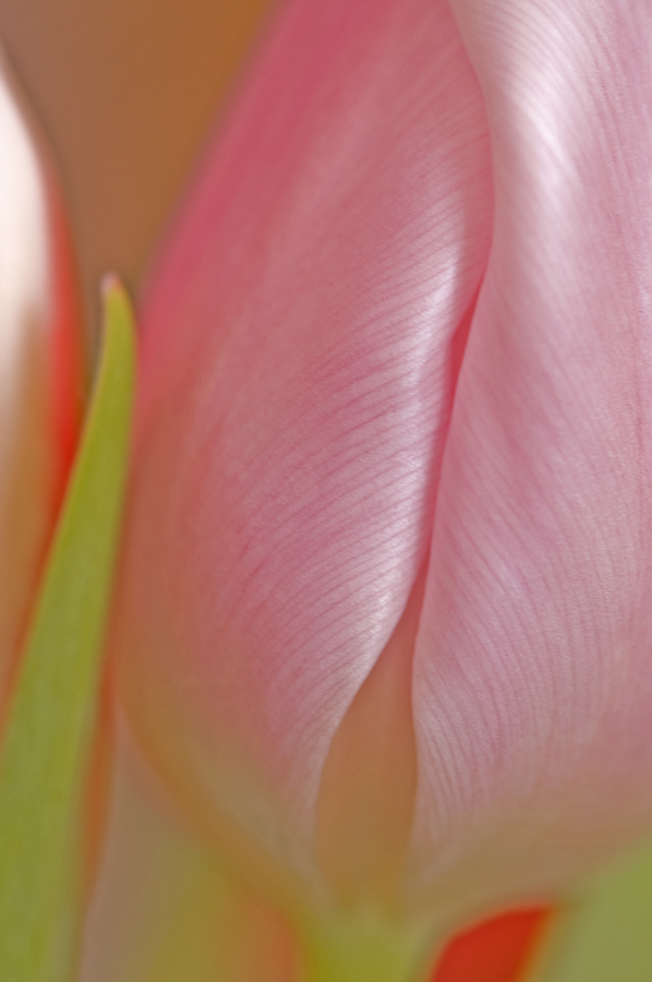 Tulpe im Sonnenlicht