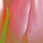 Tulpe im Sonnenlicht