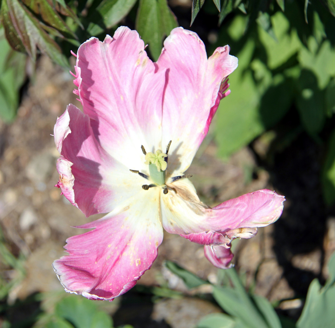 Tulpe im Sonnenlicht beim abblühen in meinem Garten