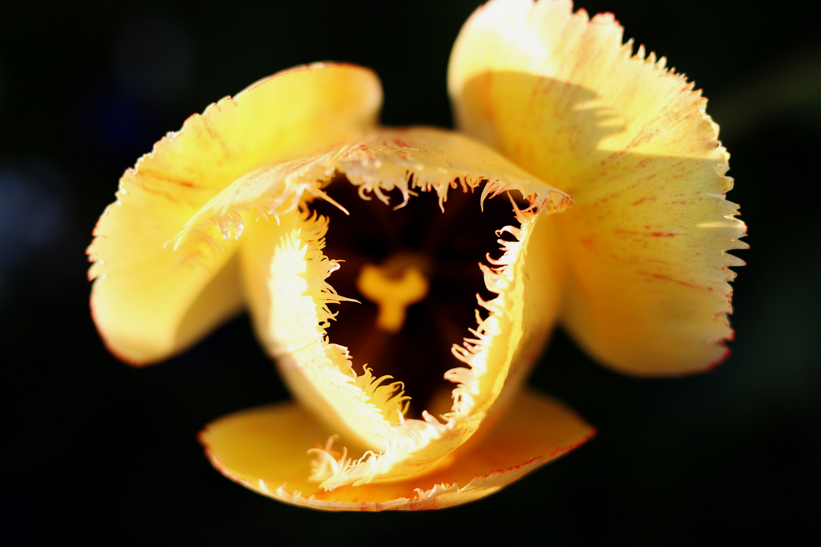 Tulpe im Sonnenlicht