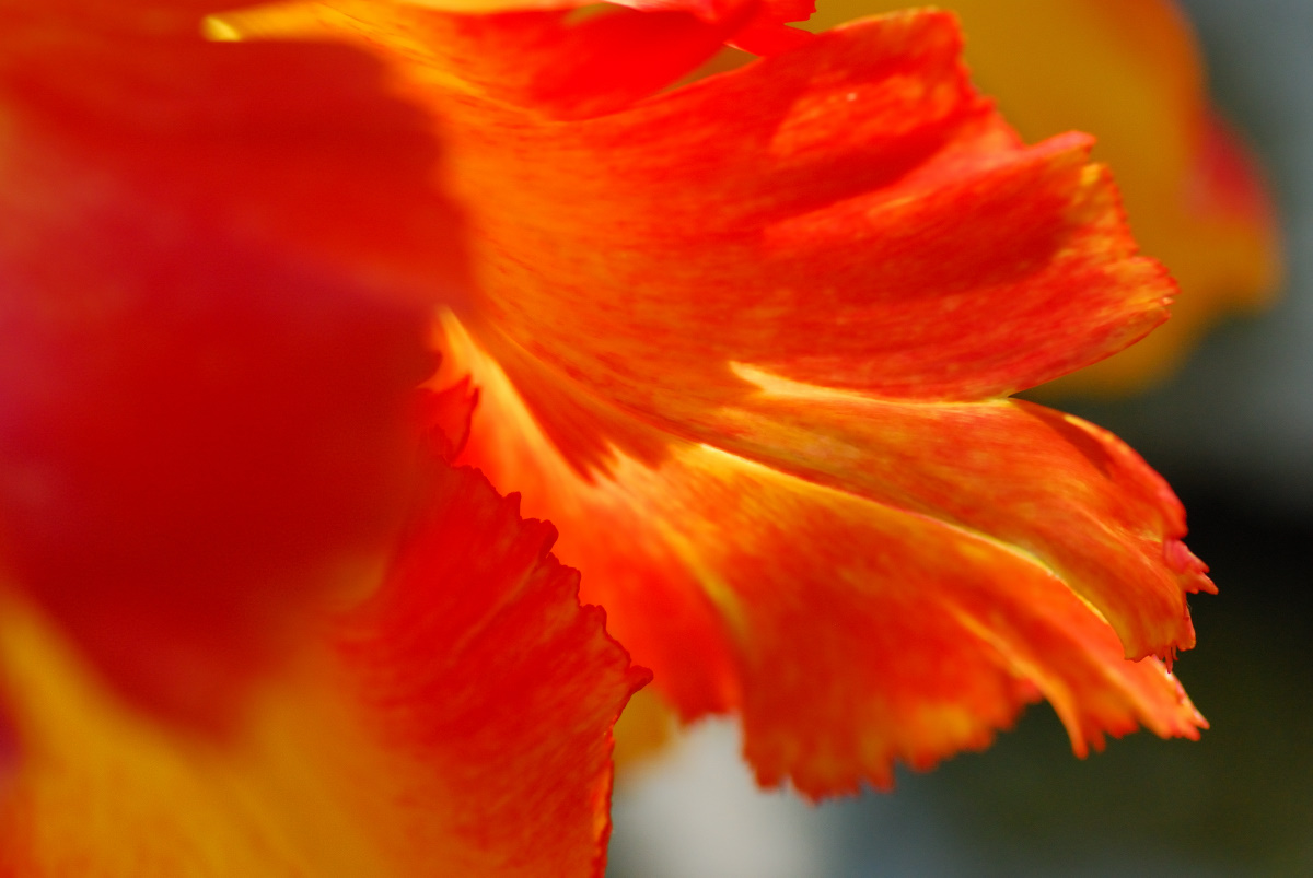 Tulpe im Sonnenlicht_ DSC_0011