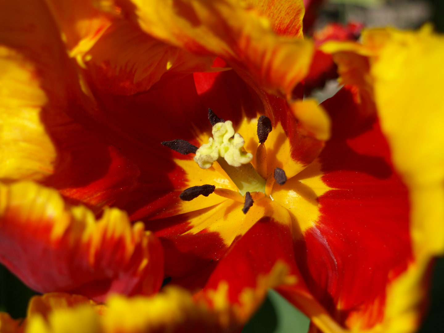 Tulpe im Sonnenlicht