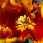 Tulpe im Sonnenlicht