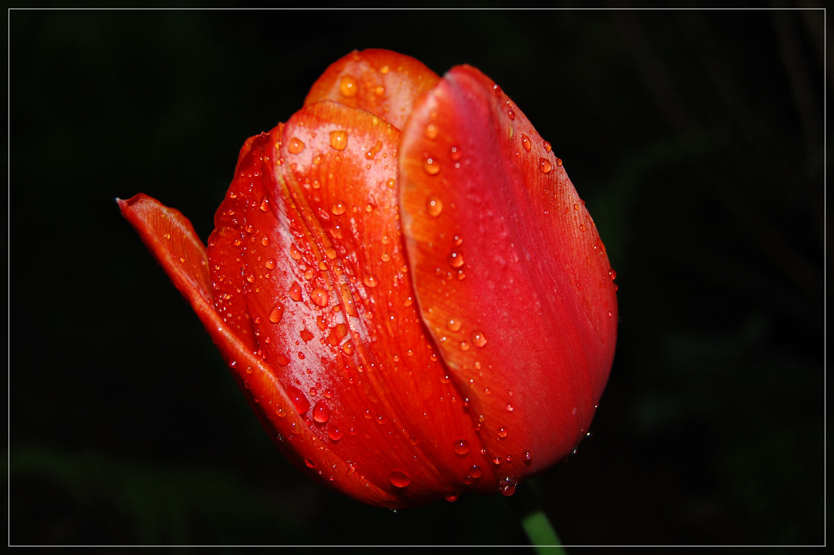 Tulpe im Sonnenuntergang