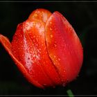 Tulpe im Sonnenuntergang