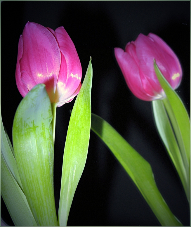 Tulpe im Spiegel