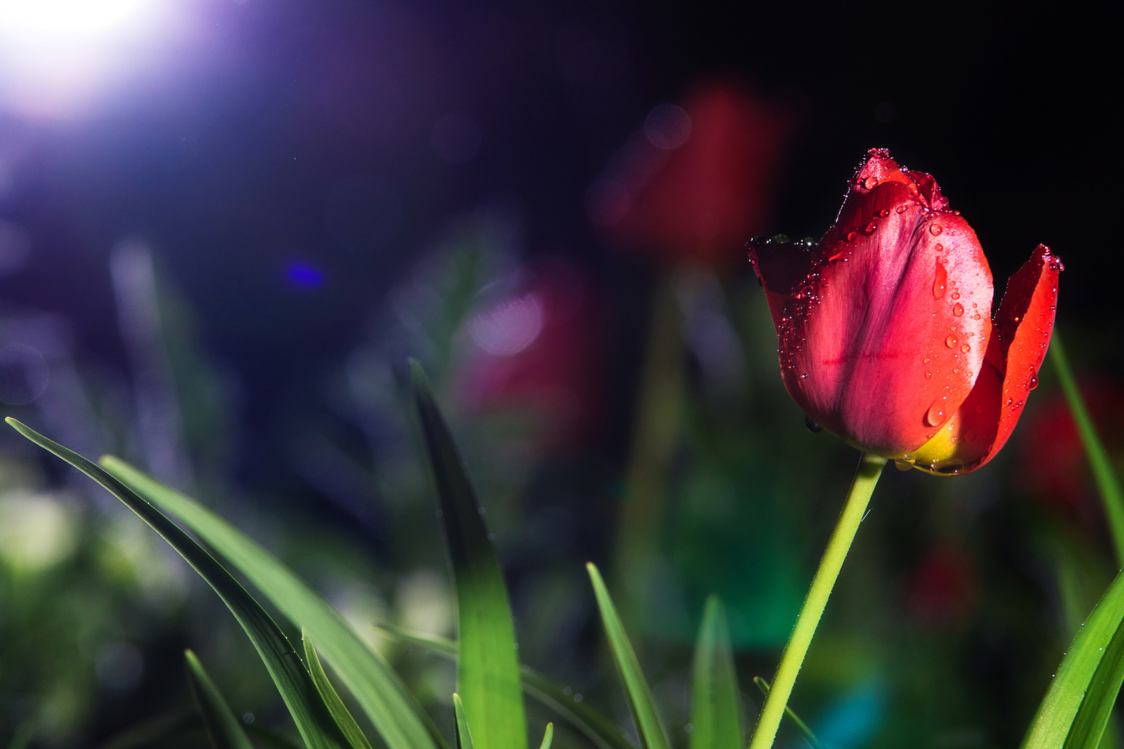Tulpe im Spotlight