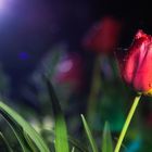 Tulpe im Spotlight