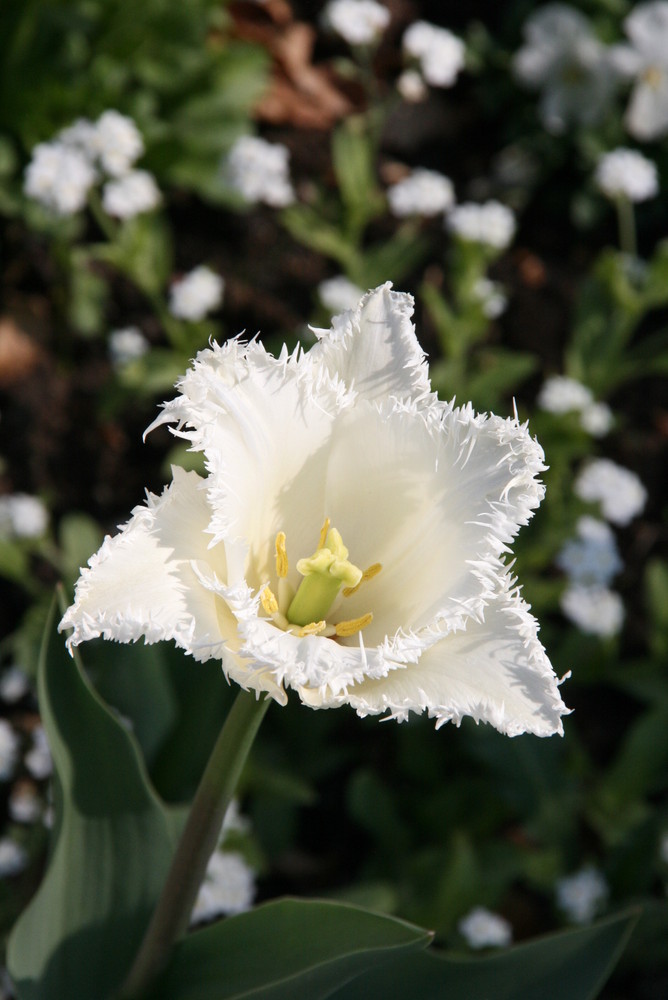 Tulpe im Ufergarten, BUGA 2009 in Schwerin