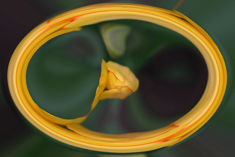 Tulpe im Umlaufbahn