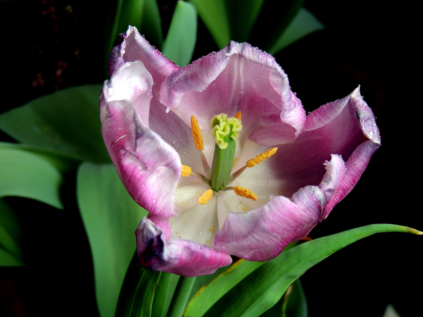 Tulpe im Verblühen