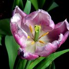 Tulpe im Verblühen
