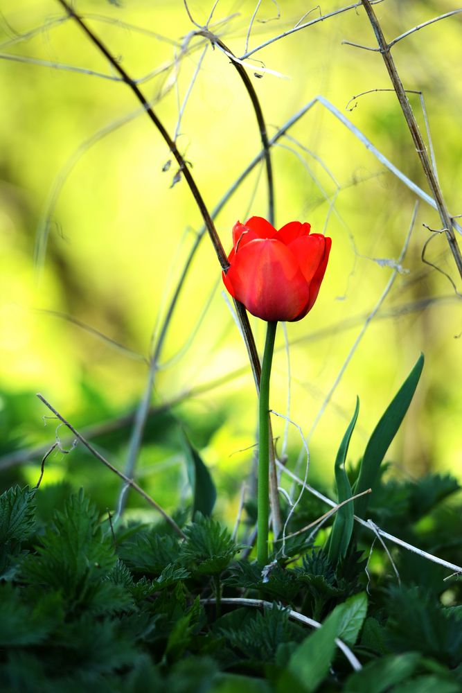 Tulpe im Wald