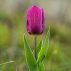 Tulpe im Weinberg 2