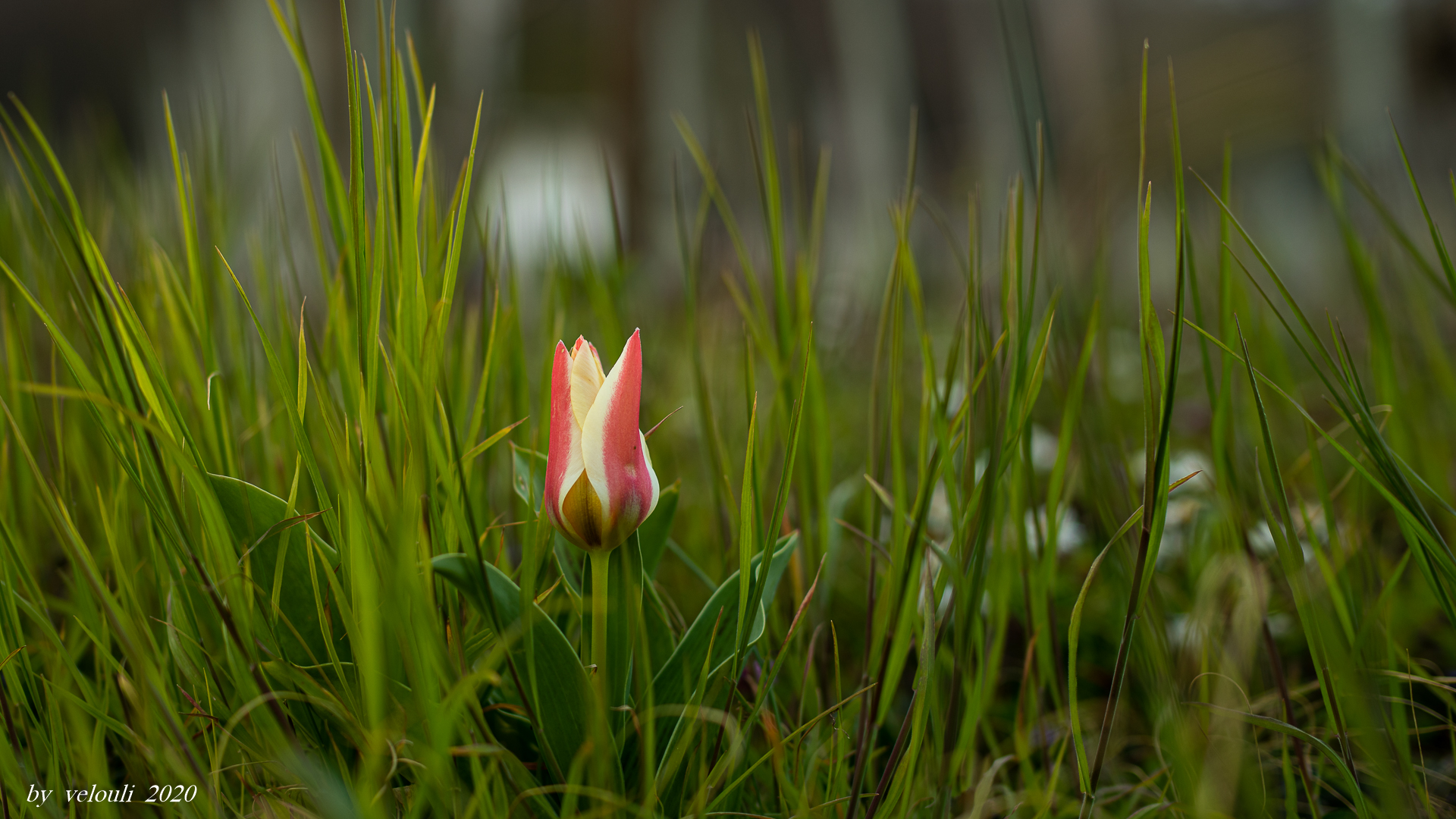 Tulpe im Weinberg 3