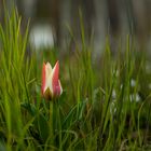 Tulpe im Weinberg 3