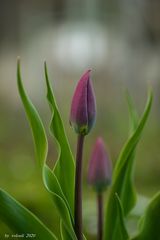 Tulpe im Weinberg