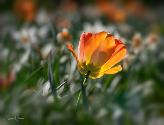 Tulpe im Wind