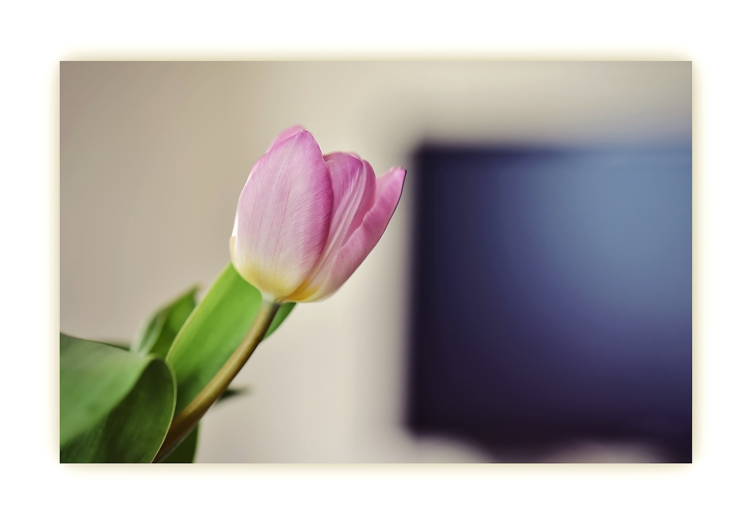 Tulpe im Wohnzimmer