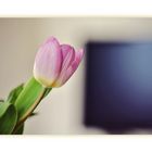 Tulpe im Wohnzimmer