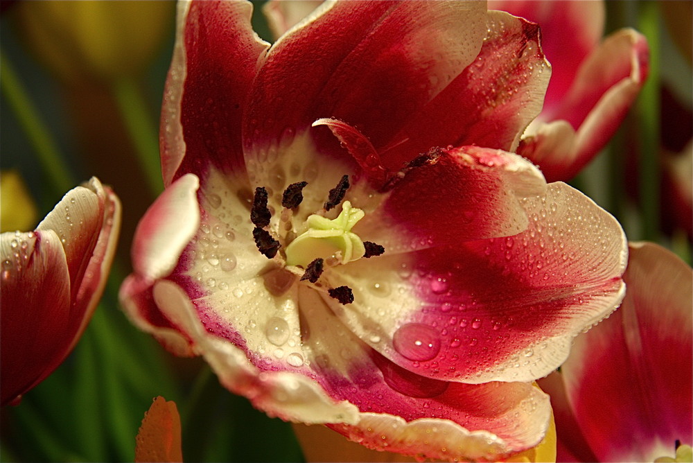 Tulpe im Wohnzimmer