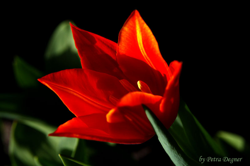 Tulpe im zarten Sonnenlicht