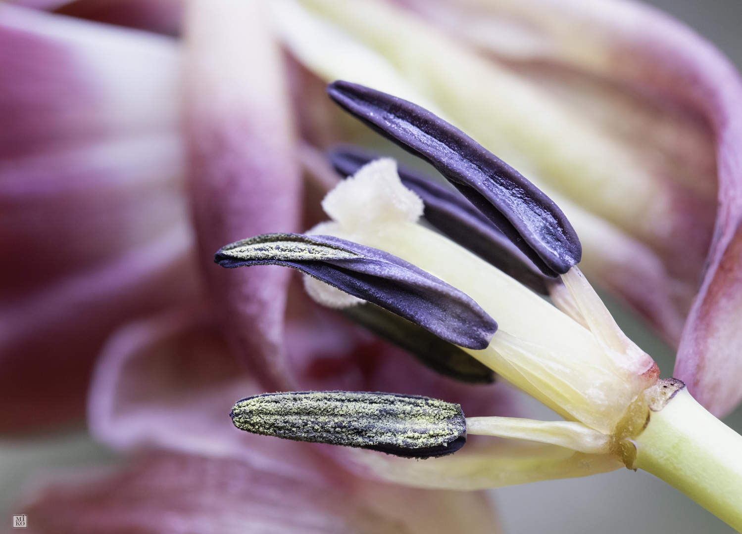 Tulpe im Zentrum der Blüte