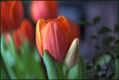 Tulpe im Zimmer