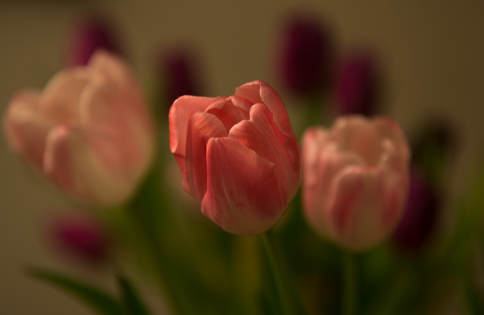 tulpe impression