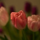 tulpe impression