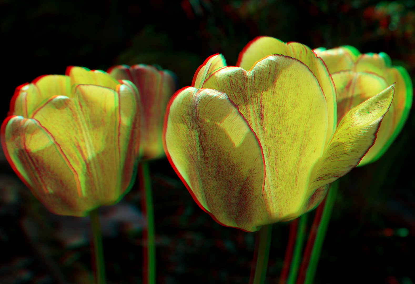 tulpe in 3 d