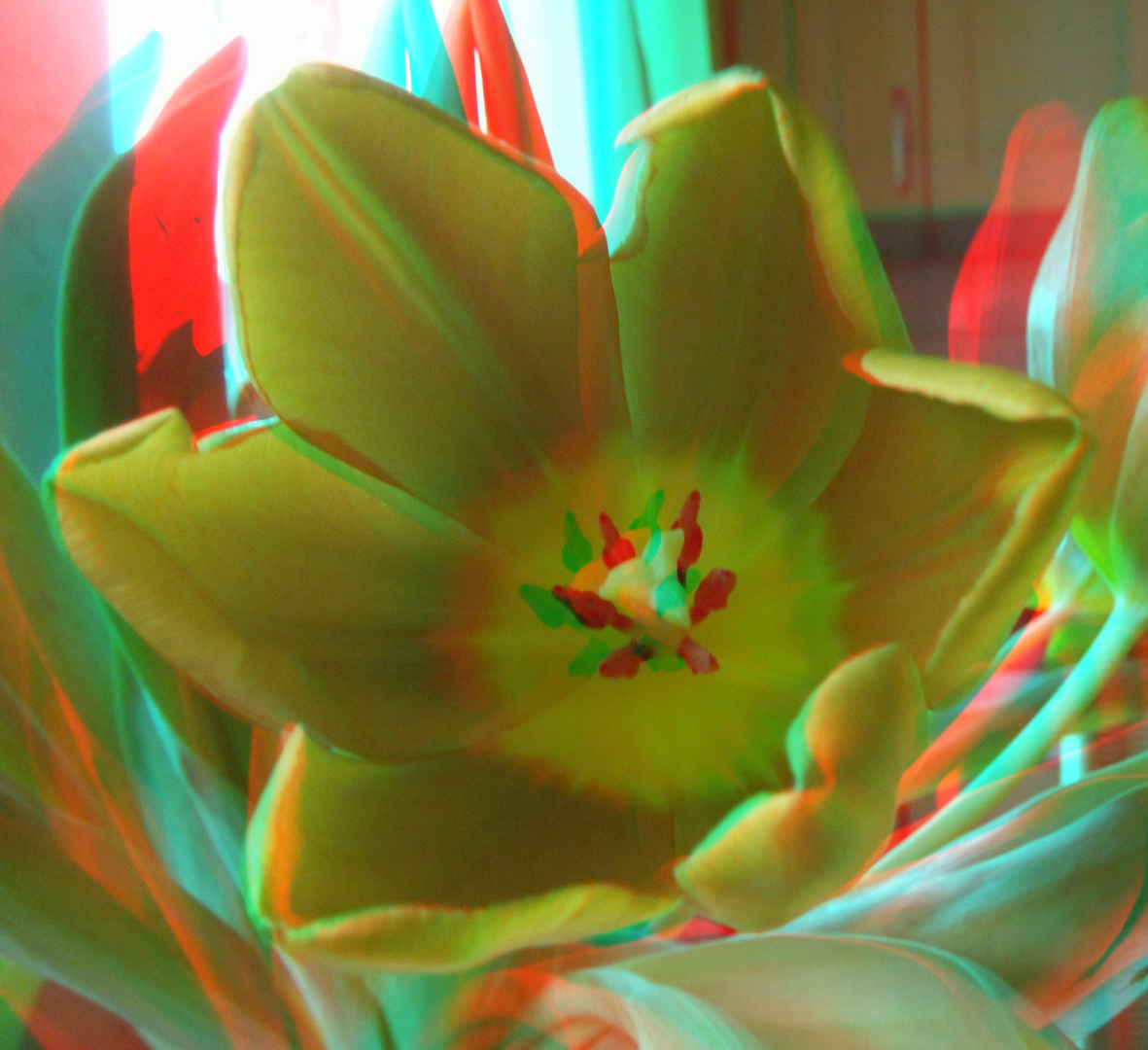 Tulpe in 3D