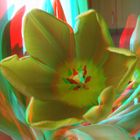Tulpe in 3D