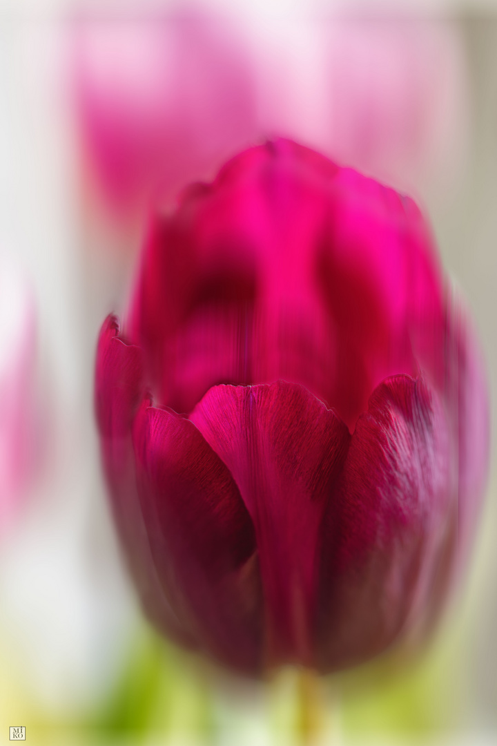 Tulpe in Abstraktion