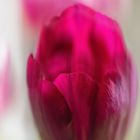 Tulpe in Abstraktion