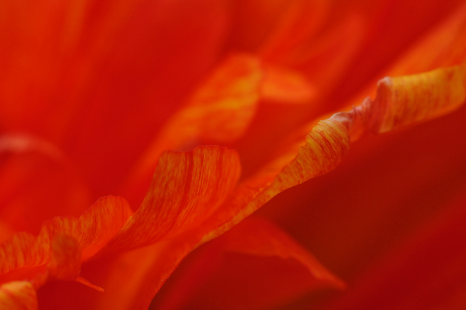 Tulpe in Bauerngarten - Detail