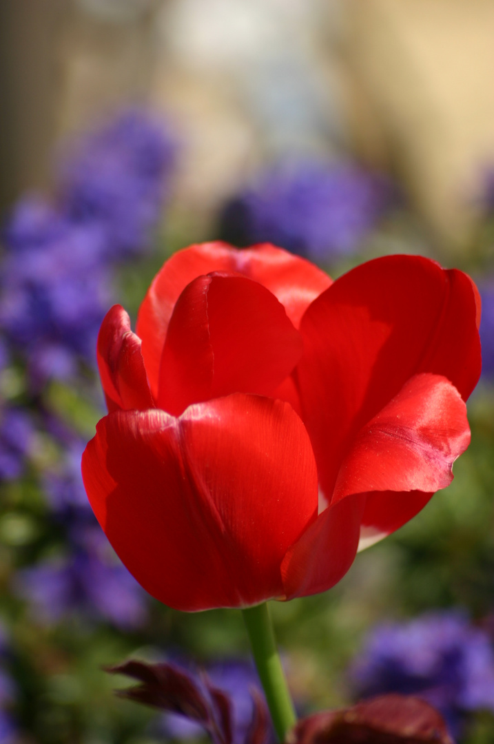 Tulpe in blau