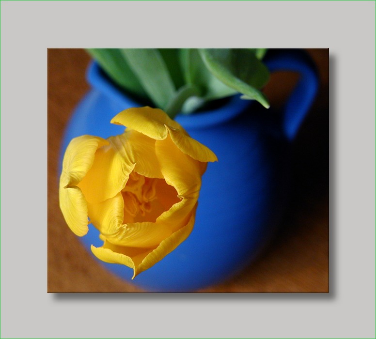 Tulpe in blaue Vase