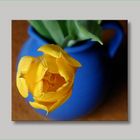 Tulpe in blaue Vase
