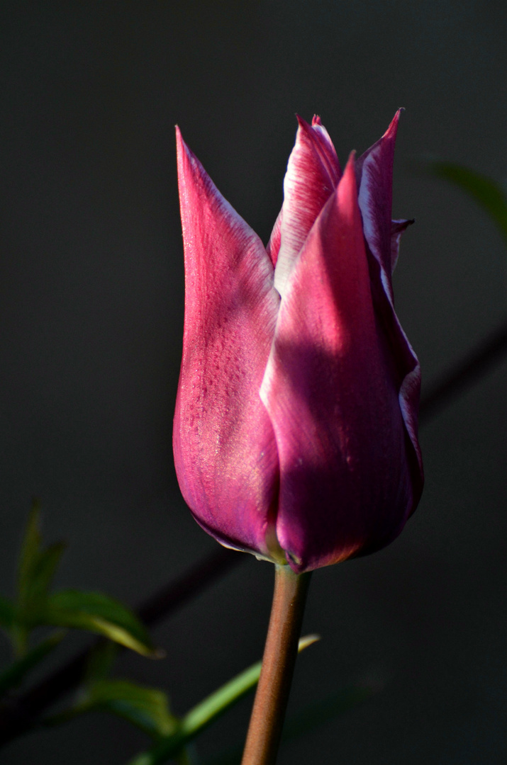 Tulpe in der Abendsonne 