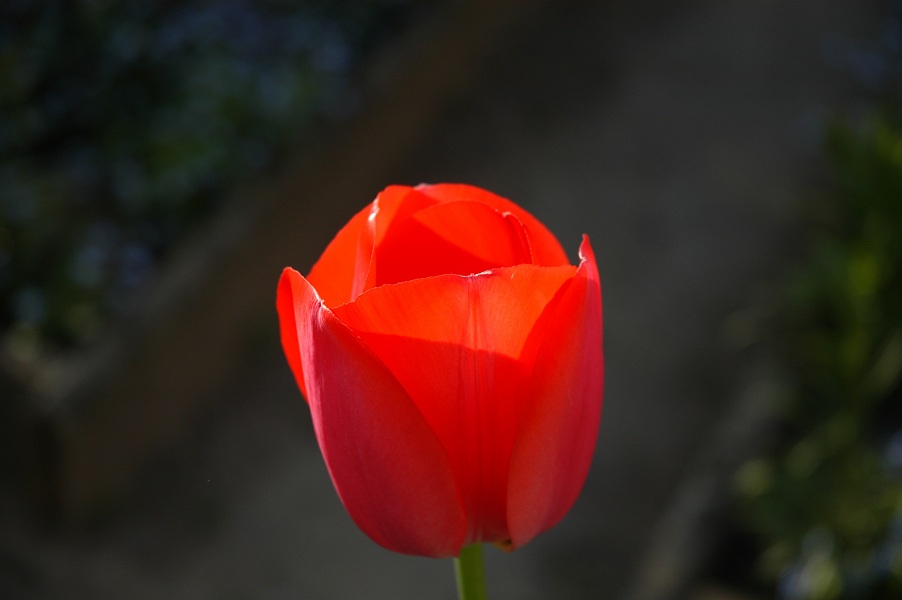 Tulpe in der Abendsonne