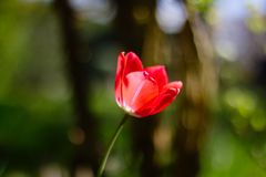 Tulpe in der Abendsonne